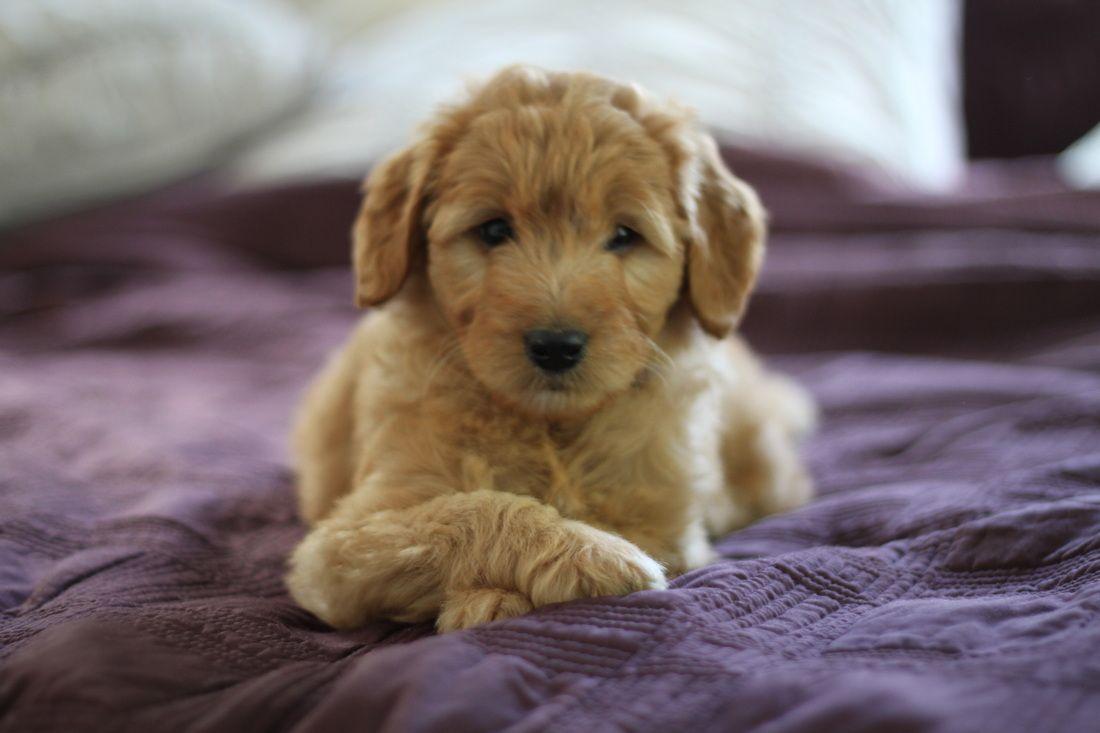 Goldendoodle Breeder Logo - Goldendoodle puppies for sale | Goldendoodle Breeder NY | Available ...