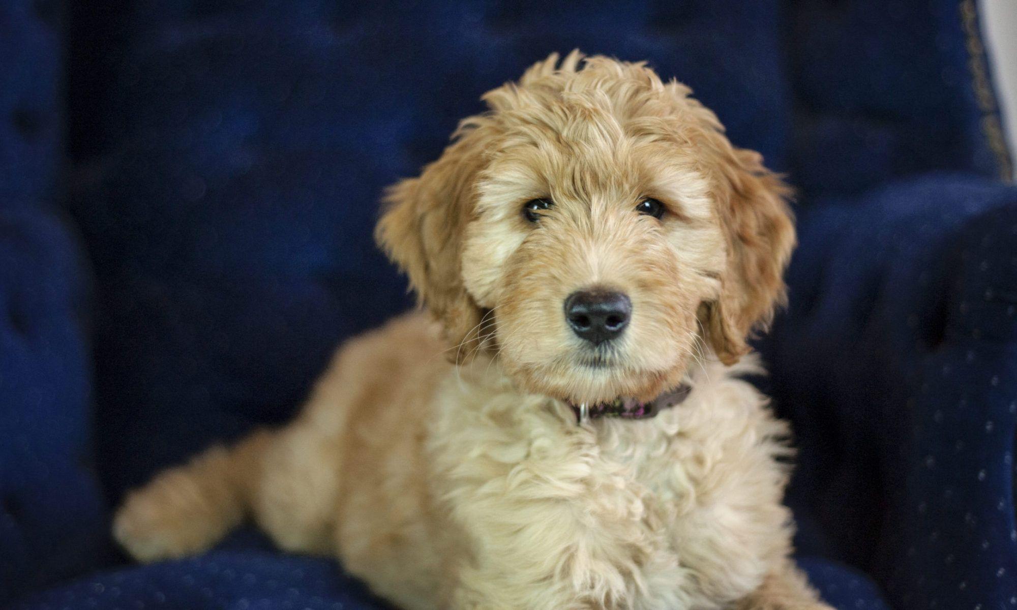 Goldendoodle Breeder Logo - Gertie's Goldendoodles – Family Raised Goldendoodle Puppies for Sale ...