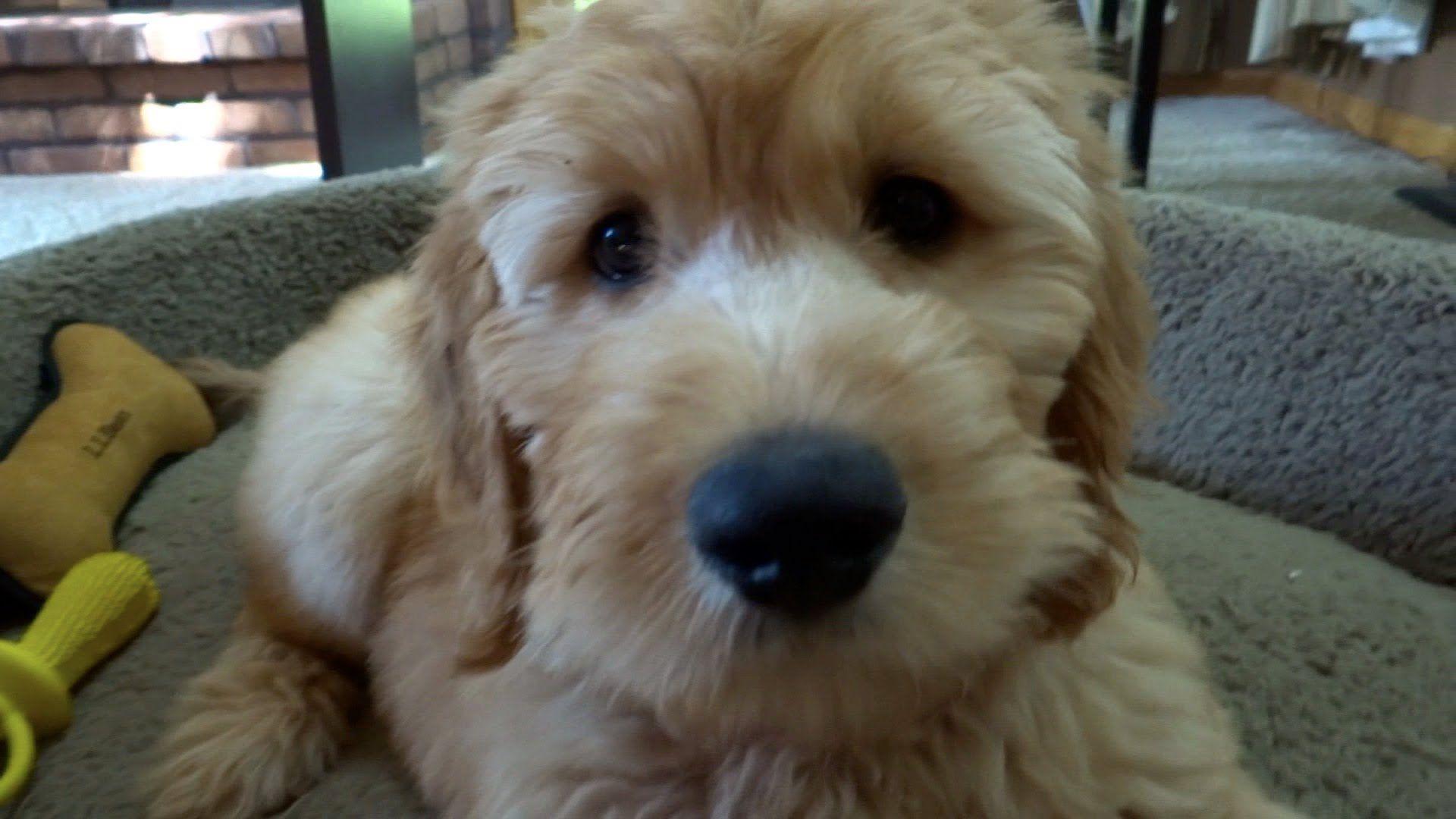 Goldendoodle Breeder Logo - Goldendoodle Puppy at 10 Weeks - YouTube