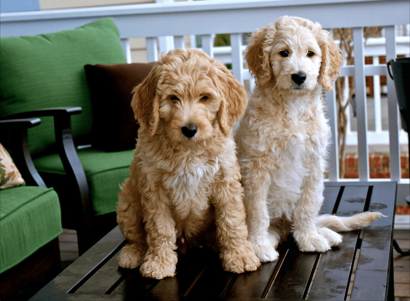 Goldendoodle Breeder Logo - 8 Pawesome Goldendoodle Facts You Didn't Know - BarkForce