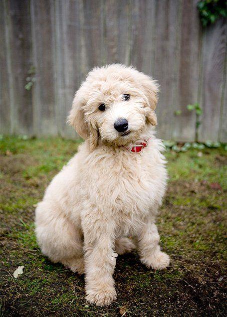 Goldendoodle Breeder Logo - Goldendoodle Dog Breed Information, Pictures, Characteristics ...