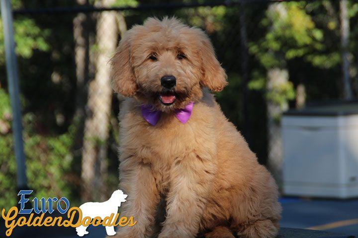 Goldendoodle Breeder Logo - Information About The English Teddybear Goldendoodle Breed