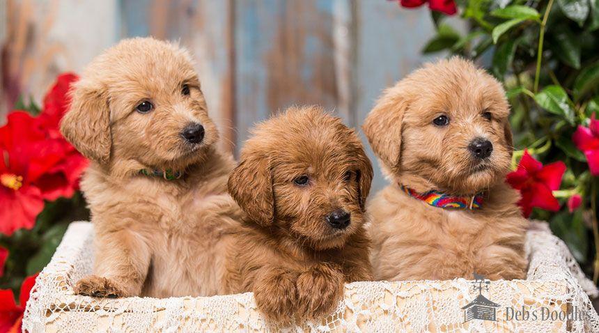 Goldendoodle Breeder Logo - Irish Doodle, Goldendoodle and Sheepadoodle Puppies in Virginia and ...