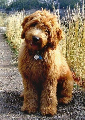 Goldendoodle Breeder Logo - Labradoodle Puppies Dogs for Sale Goldendoodles Dog Breeder