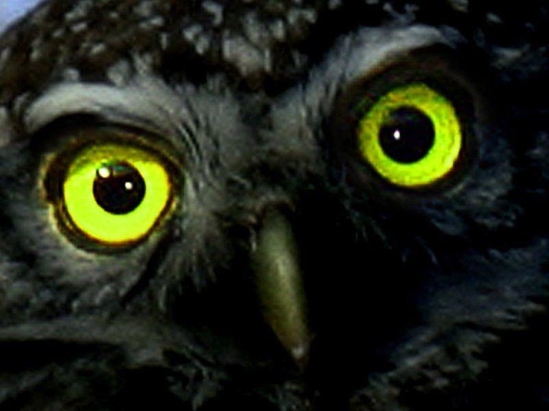 Scary Owl Eyes Logo - TC-0917-owl eyes photo - Piet & Elsabé Enslin photos at pbase.com