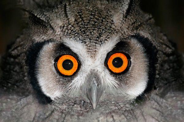 Scary Owl Eyes Logo - Top Ten Cool Ways that Animals See in the Dark | Earth Rangers Wild ...