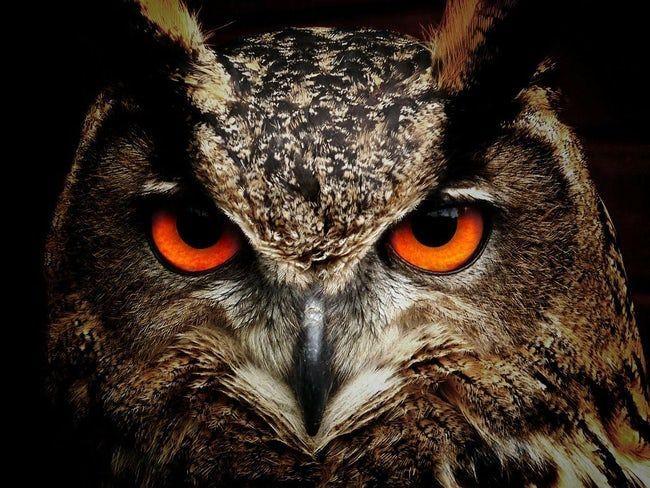 Scary Owl Eyes Logo - These Orange Eyes Say 'Bri is listed (or ranked) 8 on the list 25 ...