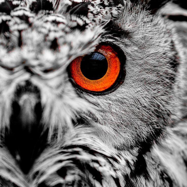 Scary Owl Eyes Logo - Owl Eye | Tattoo ideas | awesome shit | Owl eyes, Owl, Owl eye tattoo