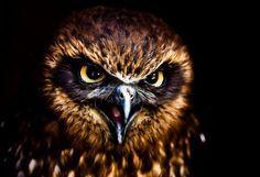 Scary Owl Eyes Logo - 143 Best HOW TO DRAW AND PAINT OWL EYES images | Owl eyes, Owls ...