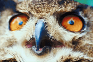 Scary Owl Eyes Logo - Owls: Facts (Science Trek: Idaho Public Television)