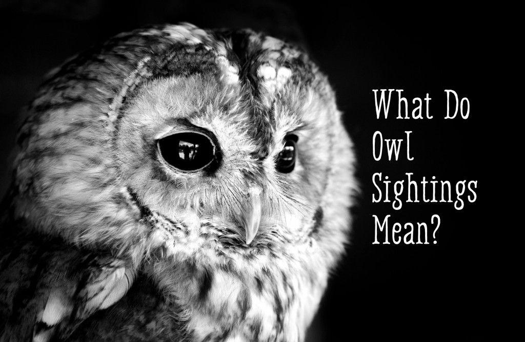 Scary Owl Eyes Logo - Owl Symbolism—What Does It Mean When You See an Owl? | Exemplore