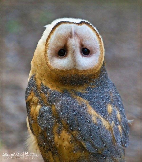 Scary Owl Eyes Logo - Barn Owls: So Creepy That They're Cute! All owls can easily do the ...