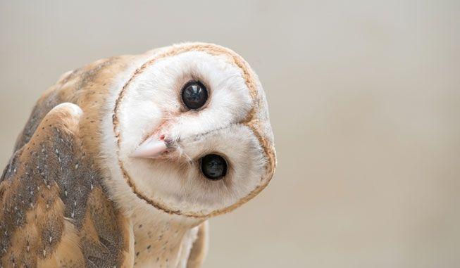 Scary Owl Eyes Logo - 18 owl species with irresistible faces | MNN - Mother Nature Network