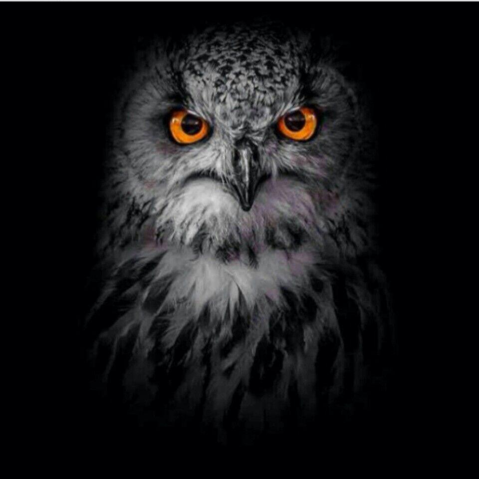 Scary Owl Eyes Logo - Scary looking | Moon, Wolves, & Owls...Beauty | Owl, Wildlife, Owl ...