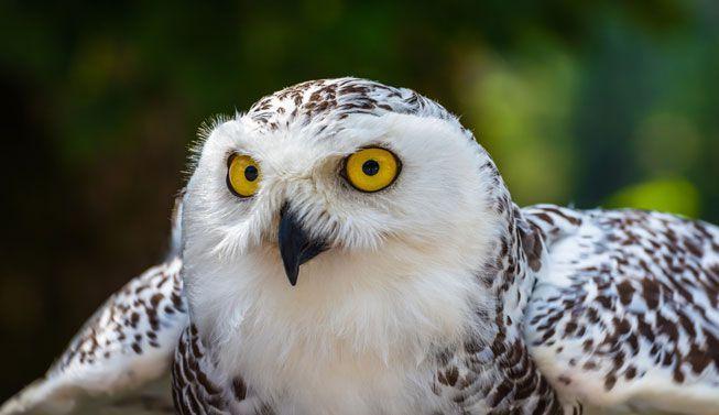 Scary Owl Eyes Logo - owl species with irresistible faces. MNN Nature Network