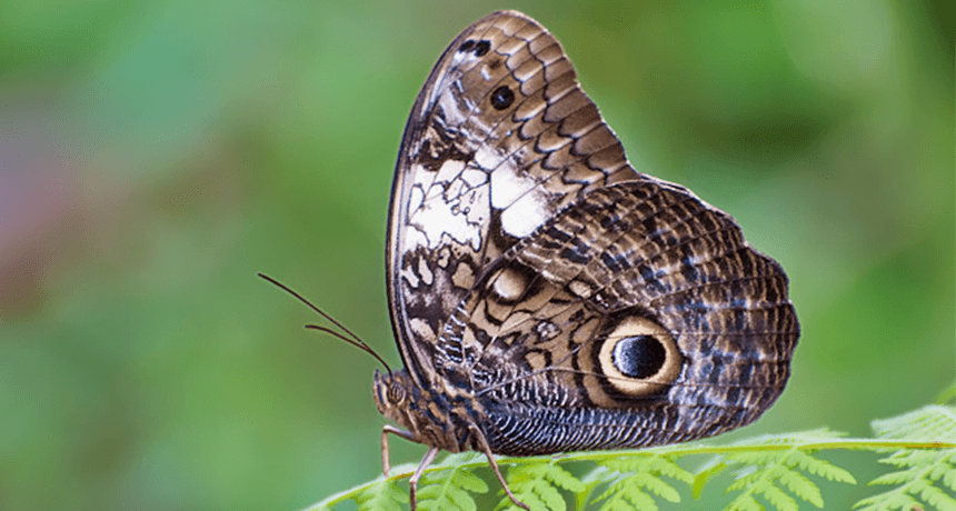 Scary Owl Eyes Logo - It's true: Butterfly spots can mimic scary eyes | Science News