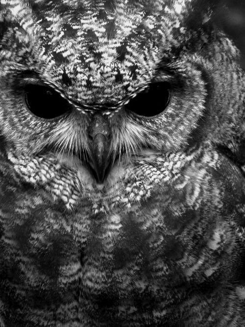 Scary Owl Eyes Logo - tumblr_mhpiaj3bE11s03x0vo1_ 500×667 pixels. Owls