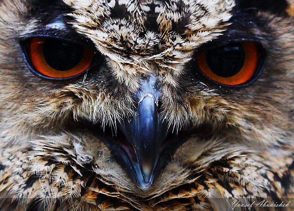 Scary Owl Eyes Logo - scary owl eyes | Yousef Abu Aisheh | Flickr