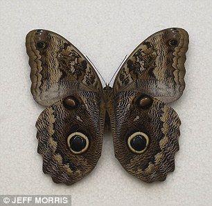 Scary Owl Eyes Logo - Eye knew it! Markings on butterfly wings really DO mimic a ...