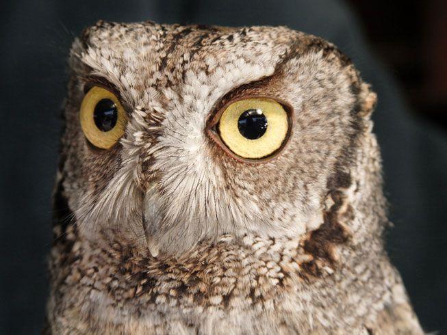 Scary Owl Eyes Logo - 18 owl species with irresistible faces | MNN - Mother Nature Network