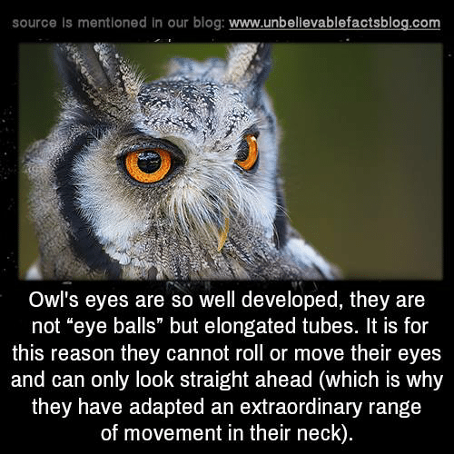 Scary Owl Eyes Logo - You Can See the Back of an Owl's Eye Through It's Ear Wow! Never ...