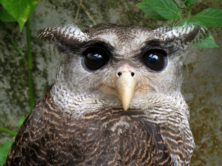 Scary Owl Eyes Logo - 13 Owls That Will Murder You In Your Sleep | Owls | Owl, Birds, Owl ...