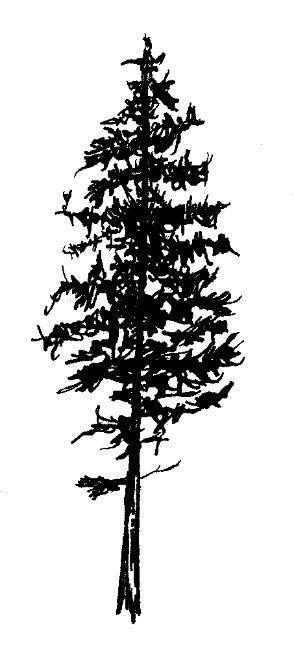 Black and White Pine Tree Logo - White pine tree tattoo | tattz | Tattoos, Pine tree tattoo, Pine tattoo
