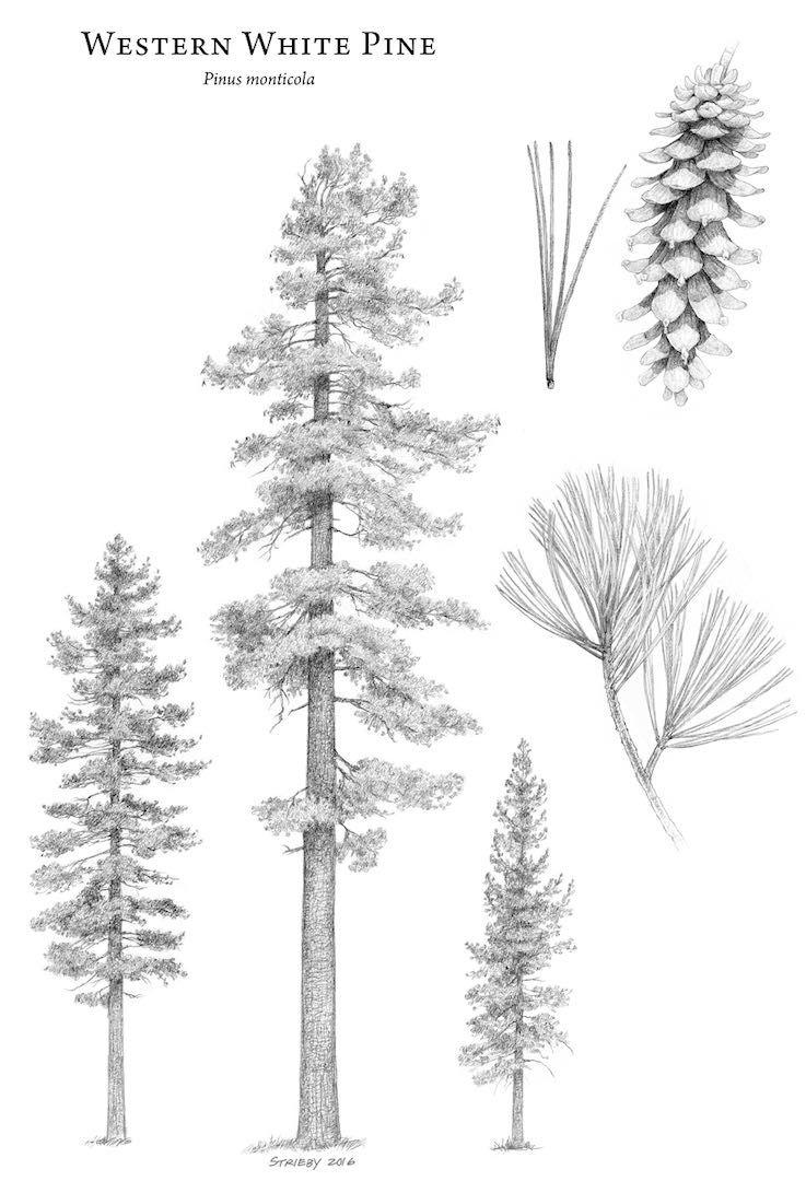 Black and White Pine Tree Logo - Pinus monticola (western white pine) description - The Gymnosperm ...