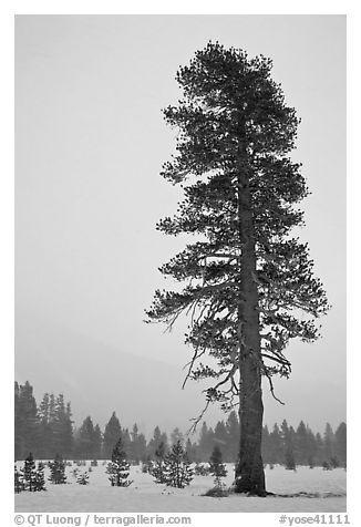 Black and White Pine Tree Logo - Black and White Picture/Photo: Tall solitary pine tree in snow storm ...