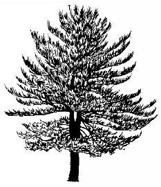 Black and White Pine Tree Logo - White Pine Tree – Camping Field Guide