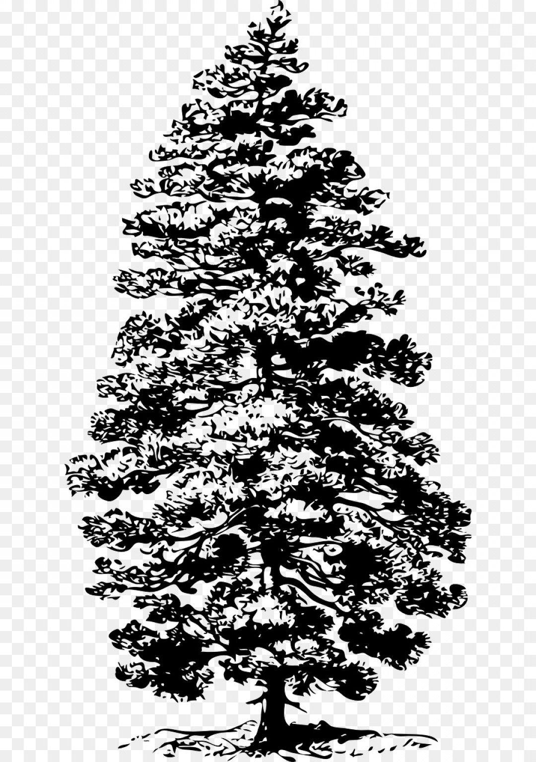 Black and White Pine Tree Logo - Png Eastern White Pine Tree Fir Clip Art Coniferous Ve