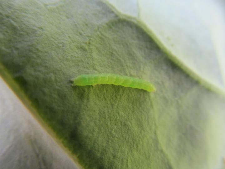 Worm S Way INC Logo - Cabbage Worms: How to Identify and Get Rid of Cabbageworms | The Old ...