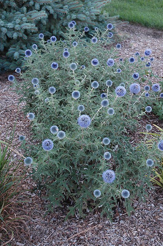 Branches with Blue and Blue Globe Logo - Blue Glow Globe Thistle (Echinops bannaticus 'Blue Glow') in Toledo ...