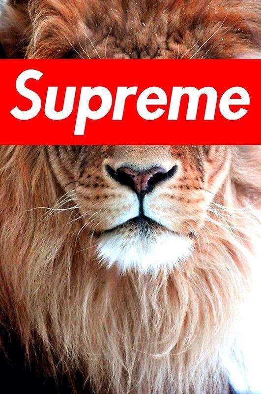 Lion Supreme Logo - Supreme by supremebabe | Supreme | Pinterest | Animals, Lion and Cats