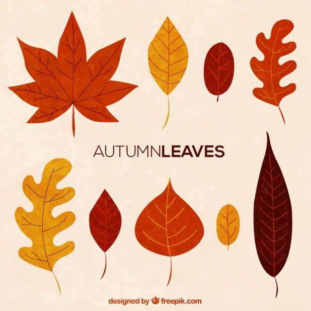 Fall Leaf Logo - Autumn leaf collection Vector