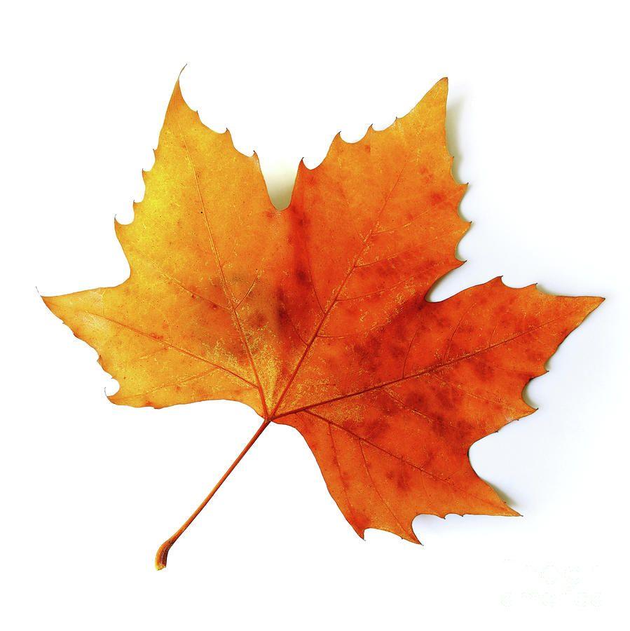 Fall Leaf Logo - Fall Leaf Icon Icon and PNG Background