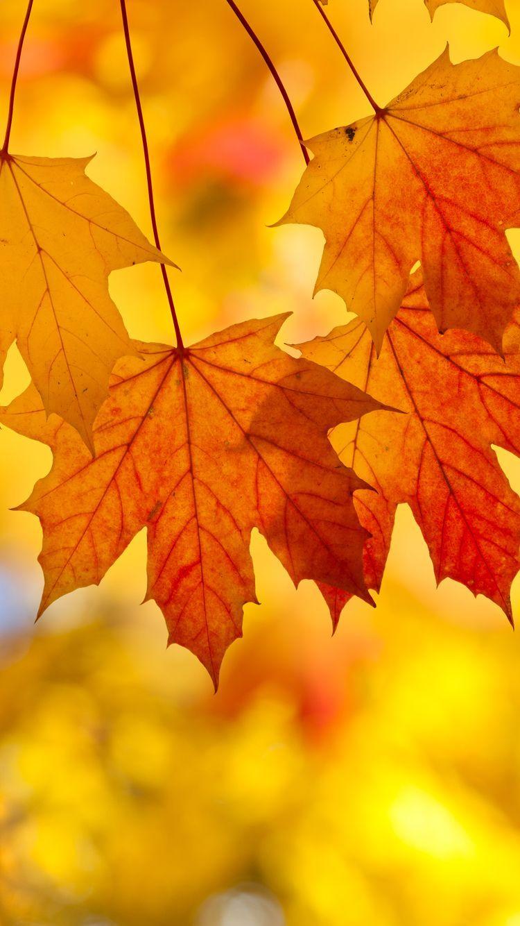 Fall Leaf Logo - Fall Leaves Iphone Background | Wallpapers Gallery | Thanksgiving ...