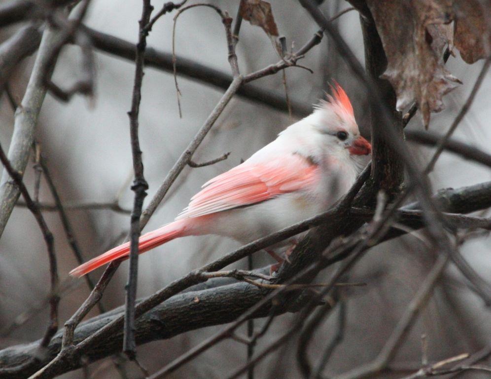 Red Bird On a White Logo - Ohio Birds and Biodiversity: And now, a white\pink cardinal!