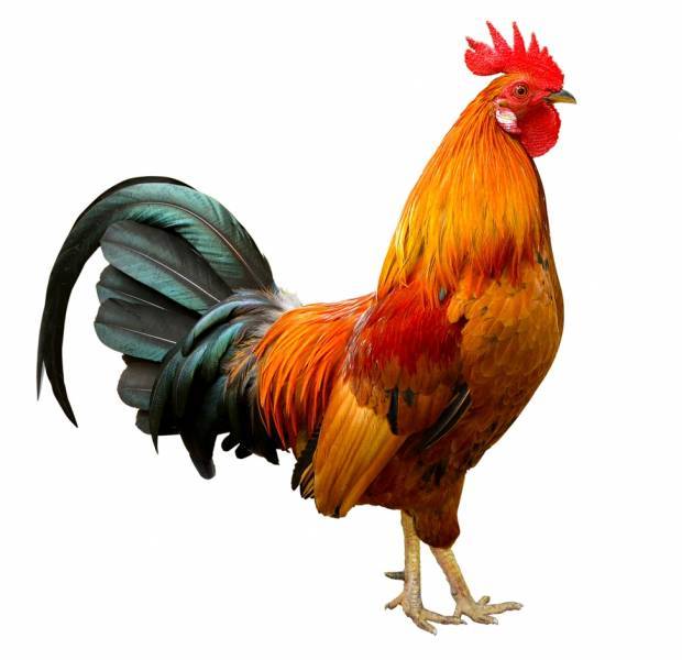Famous Rooster Logo - 7 of the most famous roosters of all time - Asda Good Living