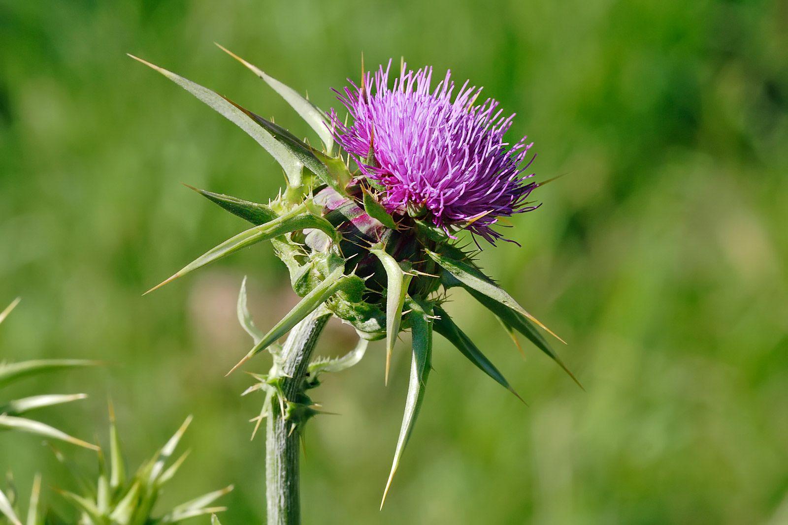 Thistle Flower Logo - Thistle