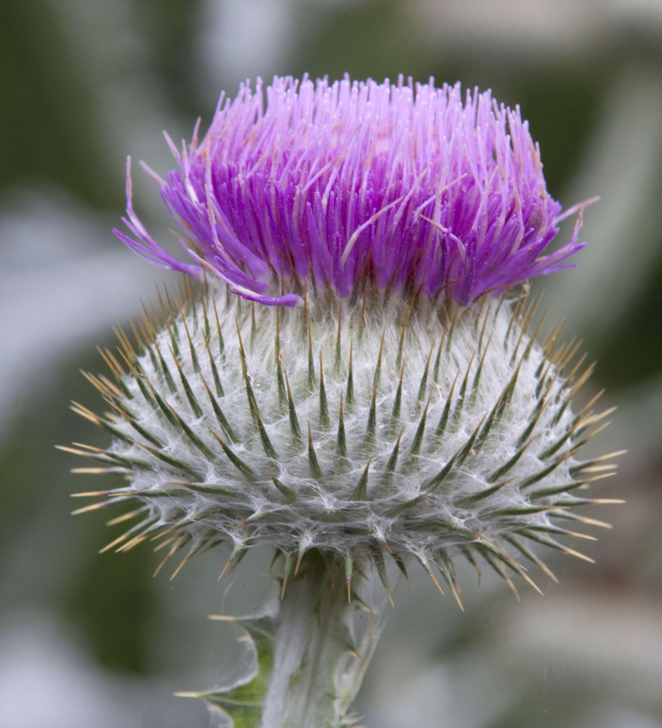 Thistle Flower Logo - File:Thistle Flower (4907295629).jpg - Wikimedia Commons