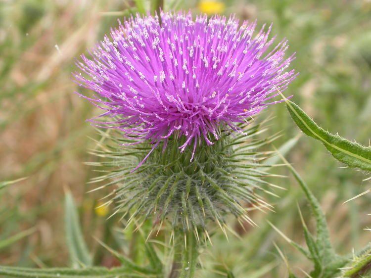 Thistle Flower Logo - other thistles