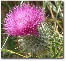 Thistle Flower Logo - The Scottish Thistle, Emblem of Scotland, Scottish History Online