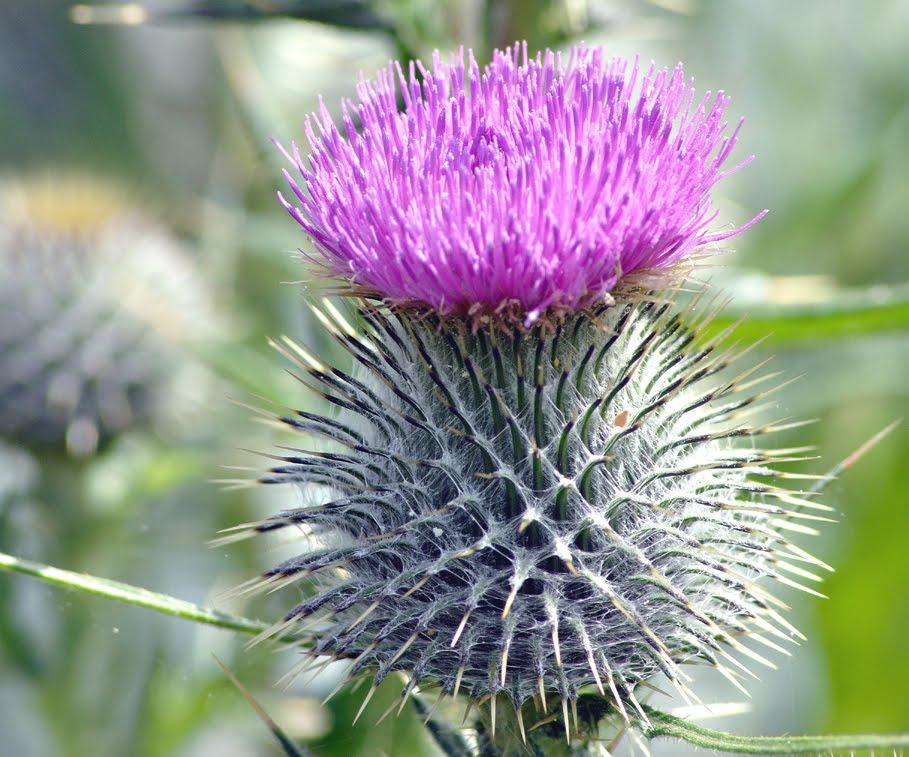 Thistle Flower Logo - North Fife: Scottish Thistle