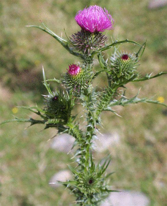 Thistle Flower Logo - AgPest » Other thistle species