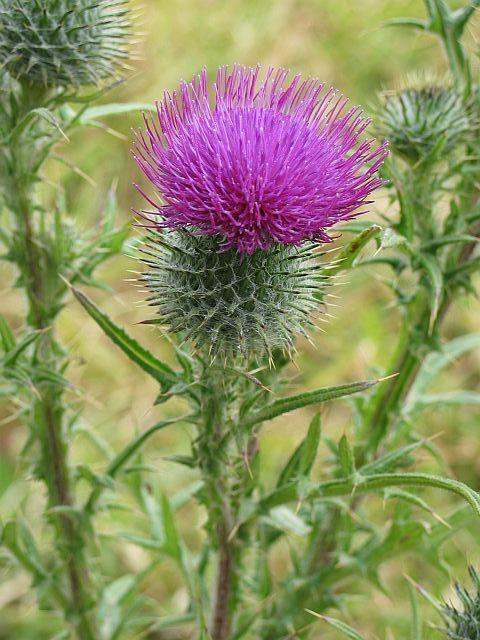 Thistle Flower Logo - Nodding Thistle - Southern Tablelands and South Coast Noxious Plants ...