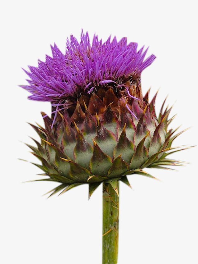 Thistle Flower Logo - Milk Thistle Flowers Picture Material, Milk Clipart, Milk Thistle ...