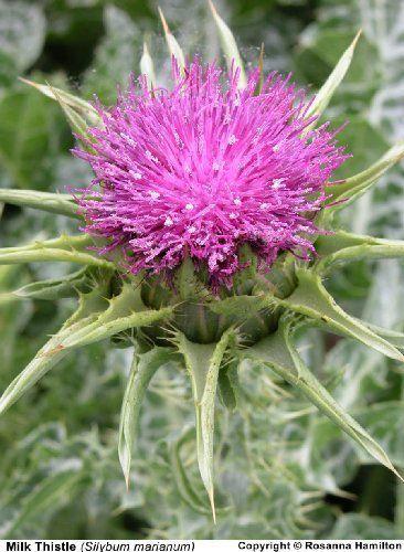 Thistle Flower Logo - Amazon.com : 100 MILK THISTLE Silybum Marianum Flower Seeds ...