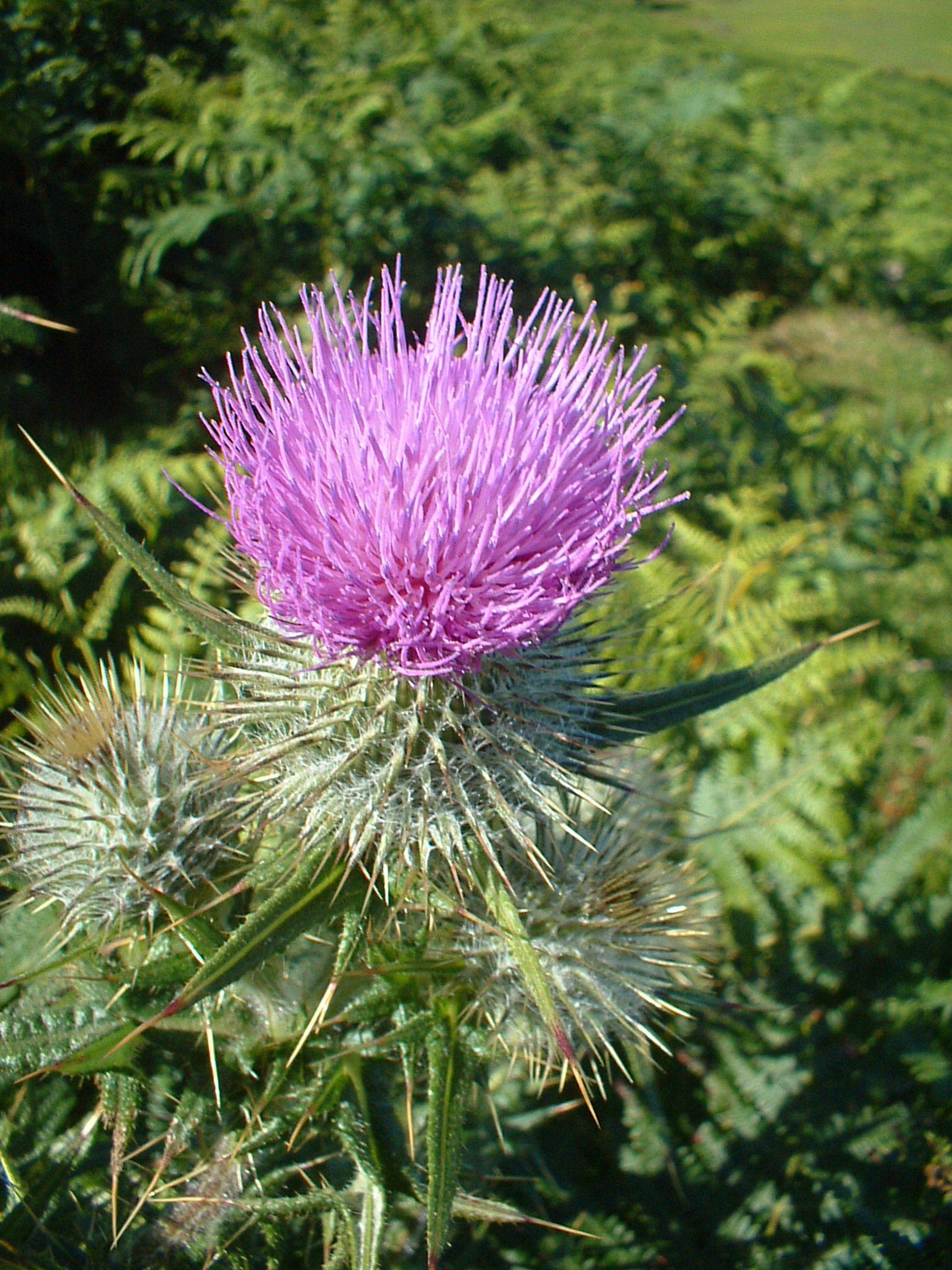 Thistle Flower Logo - Wild Scotland wildlife and adventure tourism | Plants and Habitats ...