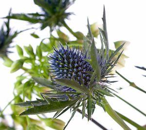 Thistle Flower Logo - FRESH CUT BLUE ERYNGIUM SUPERNOVA SCOTTISH THISTLE FLOWERS - SENT BY ...